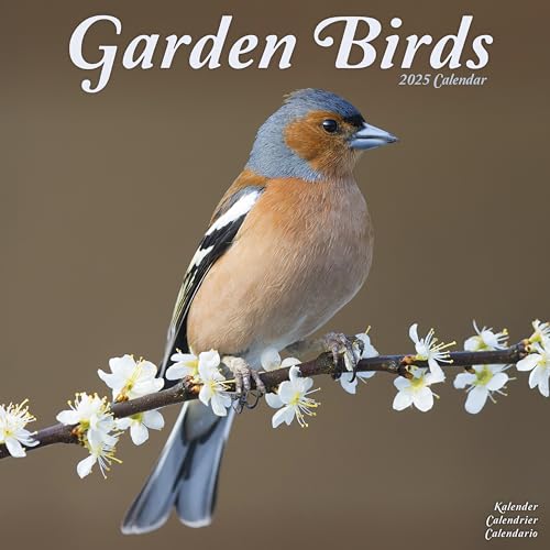 Garden Birds – Gartenvögel 2025 – 16-Monatskalender: Original Avonside-Kalender [Mehrsprachig] [Kalender] (Wall-Kalender)