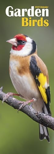 Garden Birds – Singvögel 2025: Original Avonside-Kalender – Slimline [Mehrsprachig] [Kalender] (Slimline-Kalender)