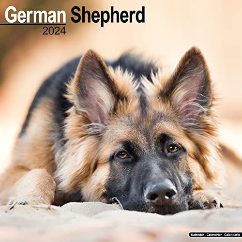 German Shepherd - Deutsche Schäferhunde 2024 - 16-Monatskalender: Original Avonside-Kalender [Mehrsprachig] [Kalender] (Wall-Kalender)