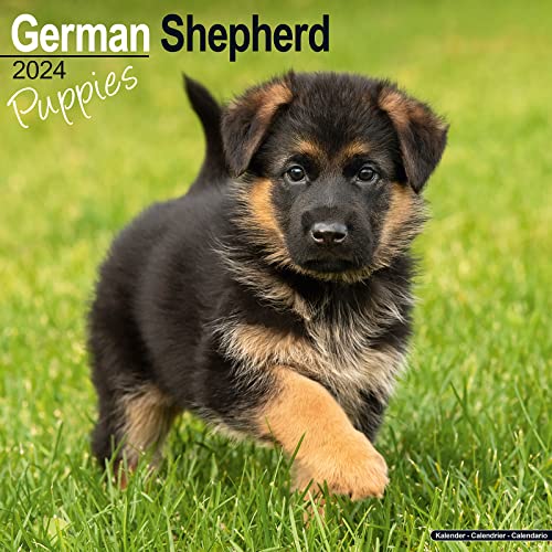 German Shepherd Puppies - Deutsche Schäferhund Welpen 2024 - 16-Monatskalender: Original Avonside-Kalender [Mehrsprachig] [Kalender] (Wall-Kalender) von Avonside Publishing Ltd
