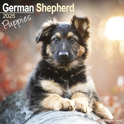 German Shepherd Puppies - Deutsche Schäferhund Welpen 2025 - 16-Monatskalender: Original Avonside-Kalender [Mehrsprachig] [Kalender] (Wall-Kalender)