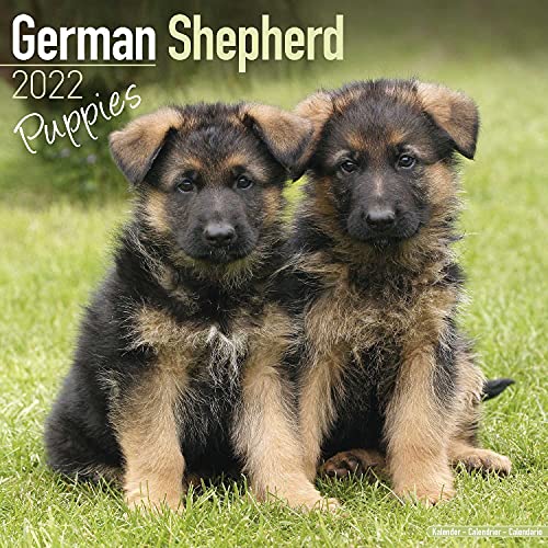 German Shepherd Puppies - Deutsche Schäferhunde - Welpen 2022 - 16-Monatskalender: Original Avonside-Kalender [Mehrsprachig] [Kalender] (Wall-Kalender)