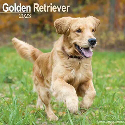 Golden Retriever 2023 - 16-Monatskalender: Original Avonside-Kalender [Mehrsprachig] [Kalender] (Wall-Kalender)