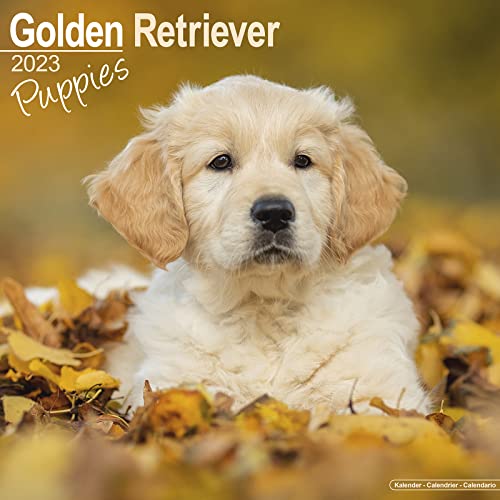 Golden Retriever Puppies - Golden Retriever-Welpen 2023 - 16-Monatskalender: Original Avonside-Kalender [Mehrsprachig] [Kalender] (Wall-Kalender)