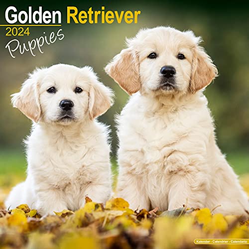 Golden Retriever Puppies - Golden Retriever-Welpen 2024 - 16-Monatskalender: Original Avonside-Kalender [Mehrsprachig] [Kalender] (Wall-Kalender) von Avonside Publishing Ltd