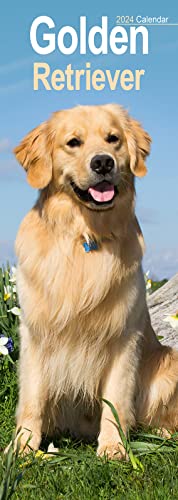 Golden Retrievers - Golden Retriever 2024: Original Avonside-Kalender - Slimline [Mehrsprachig] [Kalender] (Slimline-Kalender)