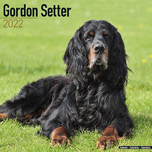 Gordon Setter 2022 - 16-Monatskalender: Original Avonside-Kalender [Mehrsprachig] [Kalender] (Wall-Kalender)