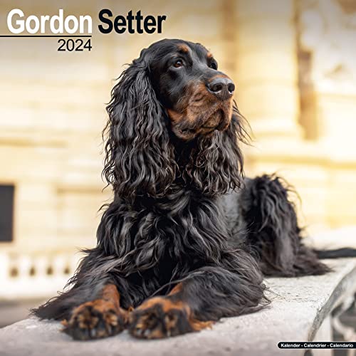 Gordon Setter 2024 - 16-Monatskalender: Original Avonside-Kalender [Mehrsprachig] [Kalender] (Wall-Kalender)