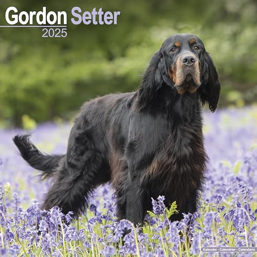 Gordon Setter 2025 - 16-Monatskalender: Original Avonside-Kalender [Mehrsprachig] [Kalender] (Wall-Kalender)
