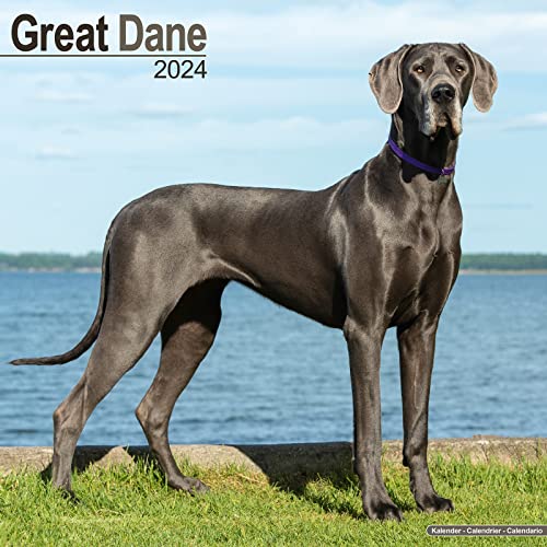 Great Dane - Dänische Dogge 2024 - 16-Monatskalender: Original Avonside-Kalender [Mehrsprachig] [Kalender] (Wall-Kalender) von Avonside Publishing Ltd