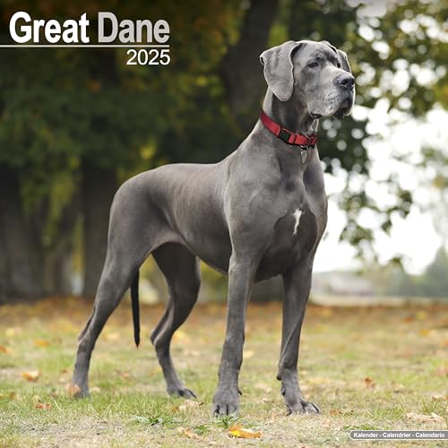 Great Dane - Dänische Dogge 2025 - 16-Monatskalender: Original Avonside-Kalender [Mehrsprachig] [Kalender] (Wall-Kalender)
