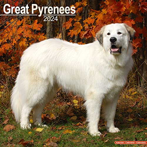 Great Pyrenees - Pyrenäenhunde 2024 - 16-Monatskalender: Original Avonside-Kalender [Mehrsprachig] [Kalender] (Wall-Kalender)