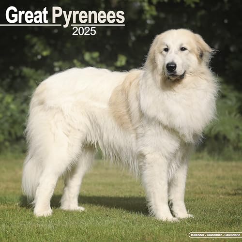 Great Pyrenees - Pyrenäenhunde 2025 - 16-Monatskalender: Original Avonside-Kalender [Mehrsprachig] [Kalender] (Wall-Kalender)