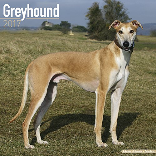 Greyhound Calendar 2017 Greyhound Calendar 2017