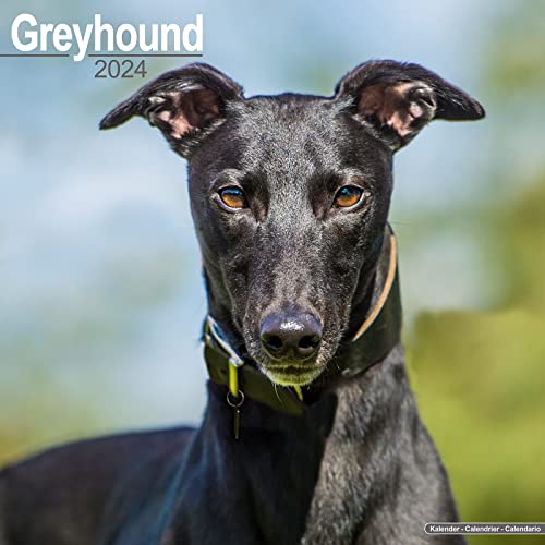 Greyhound - Großer Englischer Windhund 2024 - 16-Monatskalender: Original Avonside-Kalender [Mehrsprachig] [Kalender] (Wall-Kalender) von Avonside Publishing Ltd