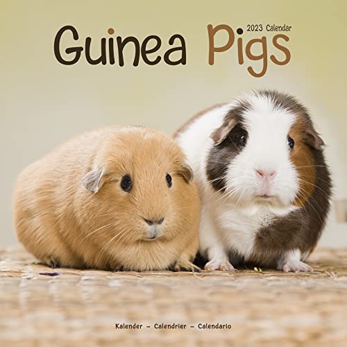 Guinea Pigs - Meerschweinchen 2023 - 16-Monatskalender: Original Avonside-Kalender [Mehrsprachig] [Kalender] (Wall-Kalender)