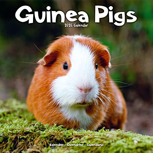 Guinea Pigs - Meerschweinchen 2024 - 16-Monatskalender: Original Avonside-Kalender [Mehrsprachig] [Kalender] (Wall-Kalender) von Avonside Publishing Ltd