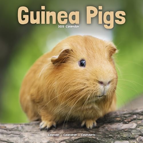 Guinea Pigs – Meerschweinchen 2025 – 16-Monatskalender: Original Avonside-Kalender [Mehrsprachig] [Kalender] (Wall-Kalender)