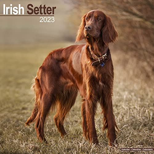 Irish Setter - Irish Setter 2023 - 16-Monatskalender: Original Avonside-Kalender [Mehrsprachig] [Kalender] (Wall-Kalender)