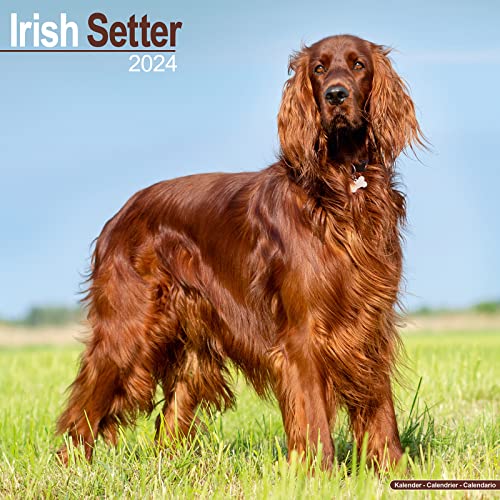 Irish Setter - Irish Setter 2024 - 16-Monatskalender: Original Avonside-Kalender [Mehrsprachig] [Kalender] (Wall-Kalender) von Avonside Publishing Ltd