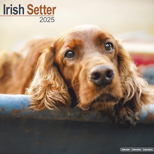 Irish Setter – Irish Setter 2025 – 16-Monatskalender: Original Avonside-Kalender [Mehrsprachig] [Kalender] (Wall-Kalender)