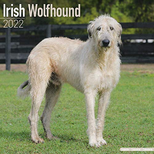 Irish Wolfhound - Irischer Wolfshund 2022 - 16-Monatskalender: Original Avonside-Kalender [Mehrsprachig] [Kalender] (Wall-Kalender)