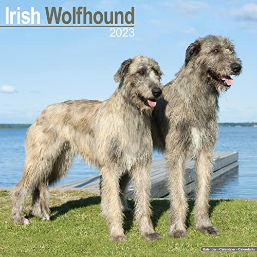 Irish Wolfhound - Irischer Wolfshund 2023 - 16-Monatskalender: Original Avonside-Kalender [Mehrsprachig] [Kalender] (Wall-Kalender)