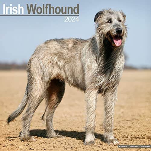 Irish Wolfhound - Irischer Wolfshund 2024 - 16-Monatskalender: Original Avonside-Kalender [Mehrsprachig] [Kalender] (Wall-Kalender)