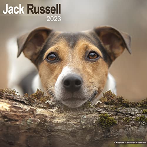 Jack Russell Terrier 2023 - 16-Monatskalender: Original Avonside-Kalender [Mehrsprachig] [Kalender] (Wall-Kalender)