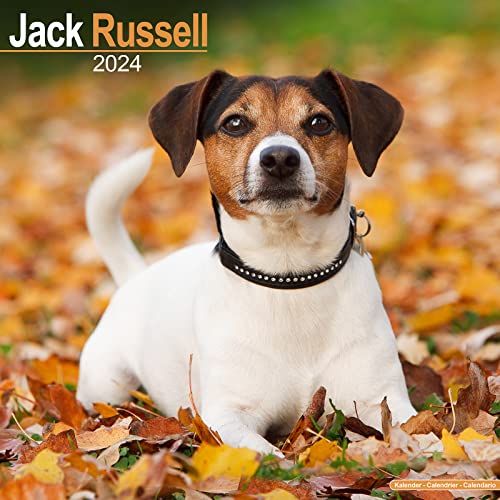 Jack Russell Terrier 2024 - 16-Monatskalender: Original Avonside-Kalender [Mehrsprachig] [Kalender] (Wall-Kalender)