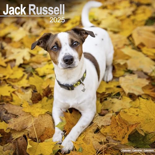 Jack Russell Terrier 2025 - 16-Monatskalender: Original Avonside-Kalender [Mehrsprachig] [Kalender] (Wall-Kalender)