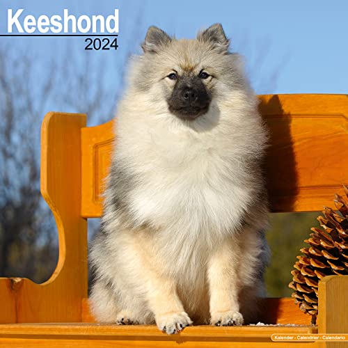 Keeshond - Wolfsspitz 2024 - 16-Monatskalender: Original Avonside-Kalender [Mehrsprachig] [Kalender] (Wall-Kalender) von AVONSIDE