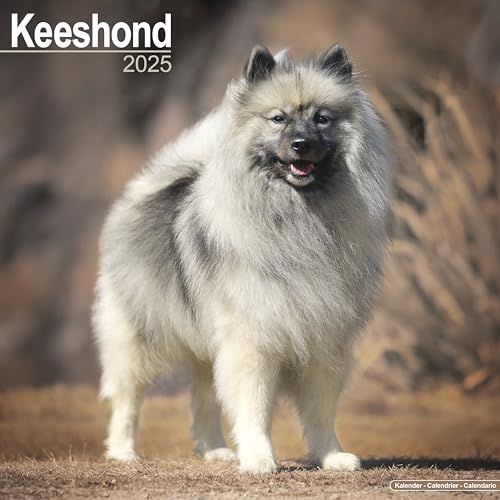 Keeshond - Wolfsspitz 2025 - 16-Monatskalender: Original Avonside-Kalender [Mehrsprachig] [Kalender] (Wall-Kalender)