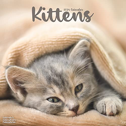 Kittens - Kätzchen 2024 - 16-Monatskalender: Original Avonside-Kalender [Mehrsprachig] [Kalender] (Wall-Kalender) von Avonside Publishing Ltd