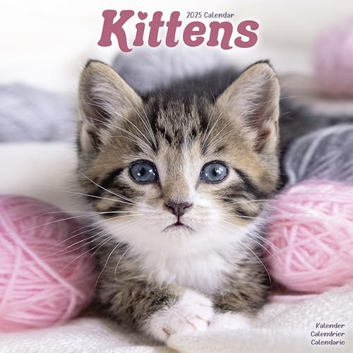 Kittens – Kätzchen 2025 – 16-Monatskalender: Original Avonside-Kalender [Mehrsprachig] [Kalender] (Wall-Kalender)