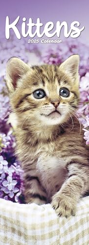 Kittens – Kätzchen – Katzenbabys 2025: Original Avonside-Kalender – Slimline [Mehrsprachig] [Kalender] (Slimline-Kalender)