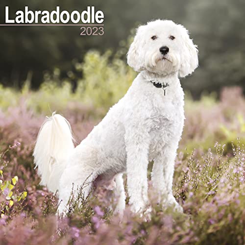 Labradoodle 2023 - 16-Monatskalender: Original Avonside-Kalender [Mehrsprachig] [Kalender] (Wall-Kalender)