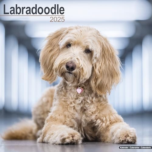 Labradoodle 2025 - 16-Monatskalender: Original Avonside-Kalender [Mehrsprachig] [Kalender] (Wall-Kalender)