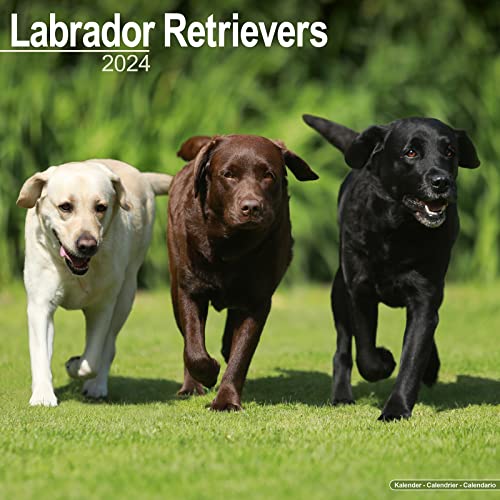 Labrador Retriever 2024 - 16-Monatskalender: Original Avonside-Kalender [Mehrsprachig] [Kalender] (Wall-Kalender) von Avonside Publishing Ltd