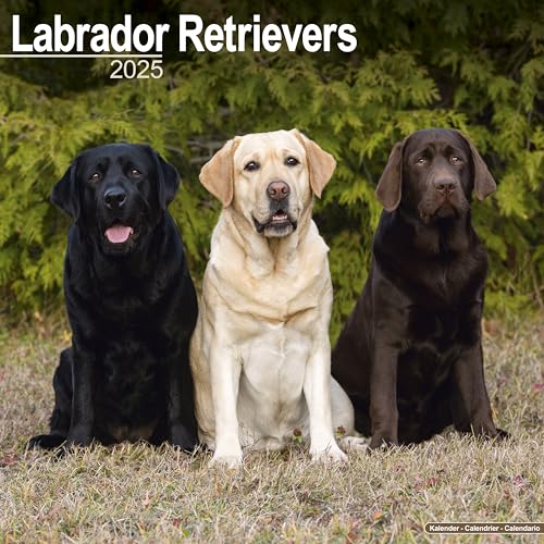 Labrador Retriever 2025 - 16-Monatskalender: Original Avonside-Kalender [Mehrsprachig] [Kalender] (Wall-Kalender)