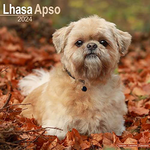 Lhasa Apso - Lhasaterrier 2024 - 16-Monatskalender: Original Avonside-Kalender [Mehrsprachig] [Kalender] (Wall-Kalender)