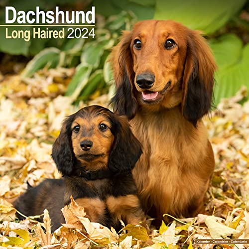 Longhaired Dachshund - Langhaardackel 2024 - 16-Monatskalender: Original Avonside-Kalender [Mehrsprachig] [Kalender] (Wall-Kalender)