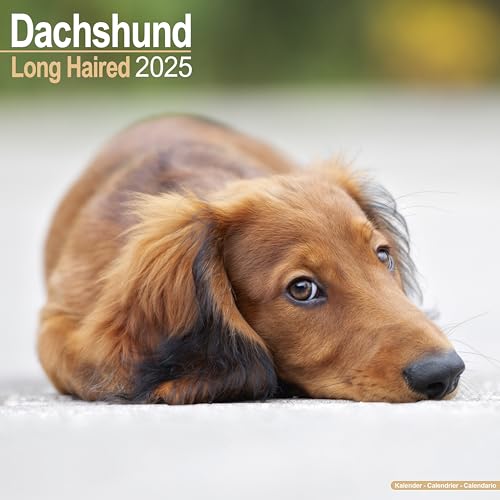 Longhaired Dachshund - Langhaardackel 2025 - 16-Monatskalender: Original Avonside-Kalender [Mehrsprachig] [Kalender] (Wall-Kalender)