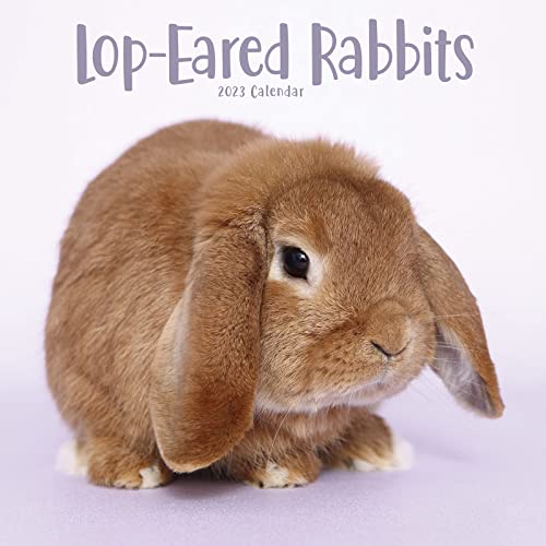 Lop-eared Rabbits - Widderkaninchen 2023 - 16-Monatskalender: Original Avonside-Kalender [Mehrsprachig] [Kalender] (Wall-Kalender)