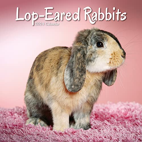 Lop-eared Rabbits - Widderkaninchen 2024 - 16-Monatskalender: Original Avonside-Kalender [Mehrsprachig] [Kalender] (Wall-Kalender) von Avonside Publishing Ltd