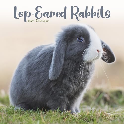 Lop-eared Rabbits – Widderkaninchen 2025 – 16-Monatskalender: Original Avonside-Kalender [Mehrsprachig] [Kalender] (Wall-Kalender)