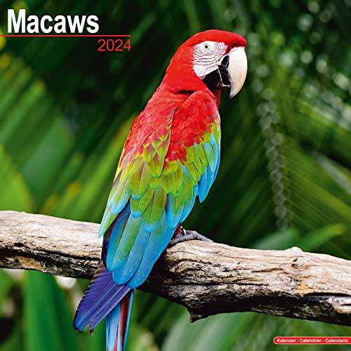 Macaws – Ara-Papageien – Aras 2024 - 16-Monatskalender: Original Avonside-Kalender [Mehrsprachig] [Kalender] (Wall-Kalender) von Avonside Publishing Ltd