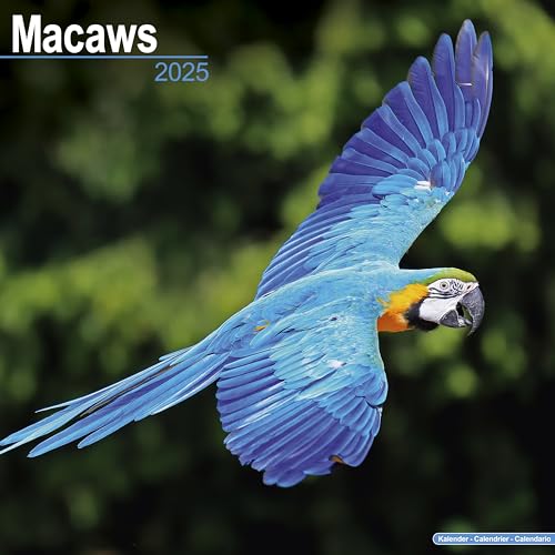Macaws – Ara-Papageien – Aras 2025 – 16-Monatskalender: Original Avonside-Kalender [Mehrsprachig] [Kalender] (Wall-Kalender)