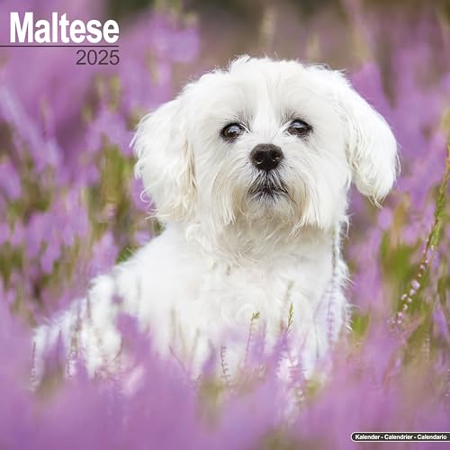 Maltese - Malteser 2025 - 16-Monatskalender: Original Avonside-Kalender [Mehrsprachig] [Kalender] (Wall-Kalender)