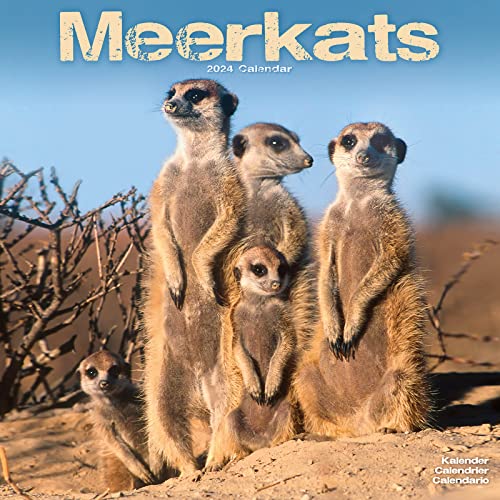 Meerkats - Erdmännchen 2024 - 16-Monatskalender: Original Avonside-Kalender [Mehrsprachig] [Kalender] (Wall-Kalender) von Avonside Publishing Ltd